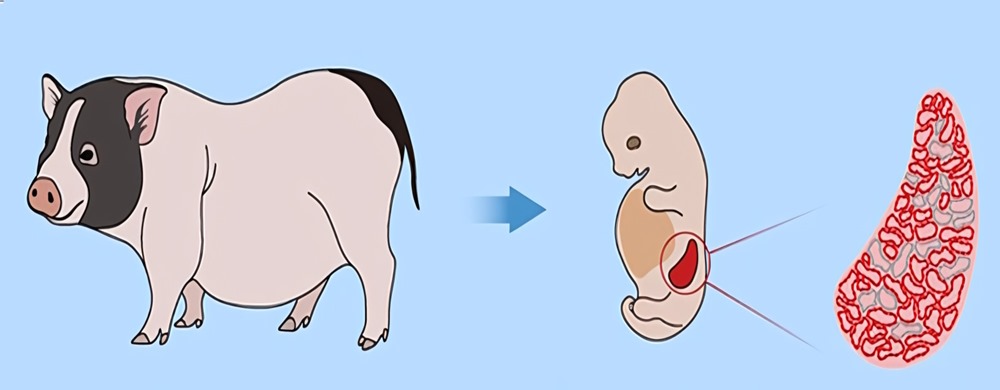 Des chercheurs cultivent des embryons de reins humanisés à l’intérieur de porcs pendant 28 jours