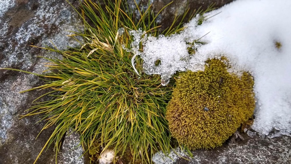 En Antarctique, les fleurs poussent alors que les températures estivales grimpent en flèche