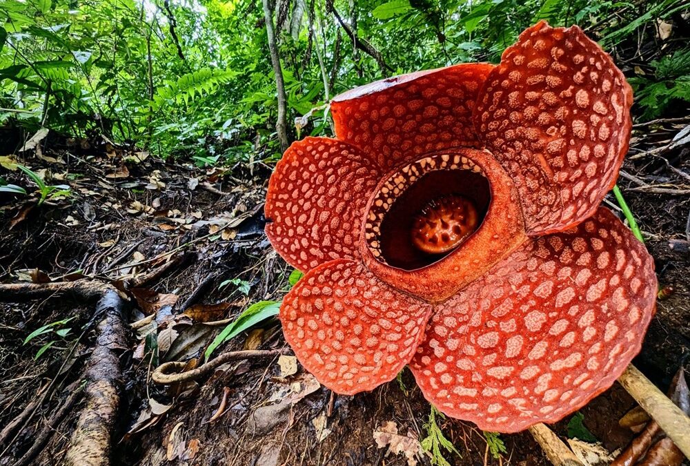 La plus grande fleur du monde est en danger critique d’extinction