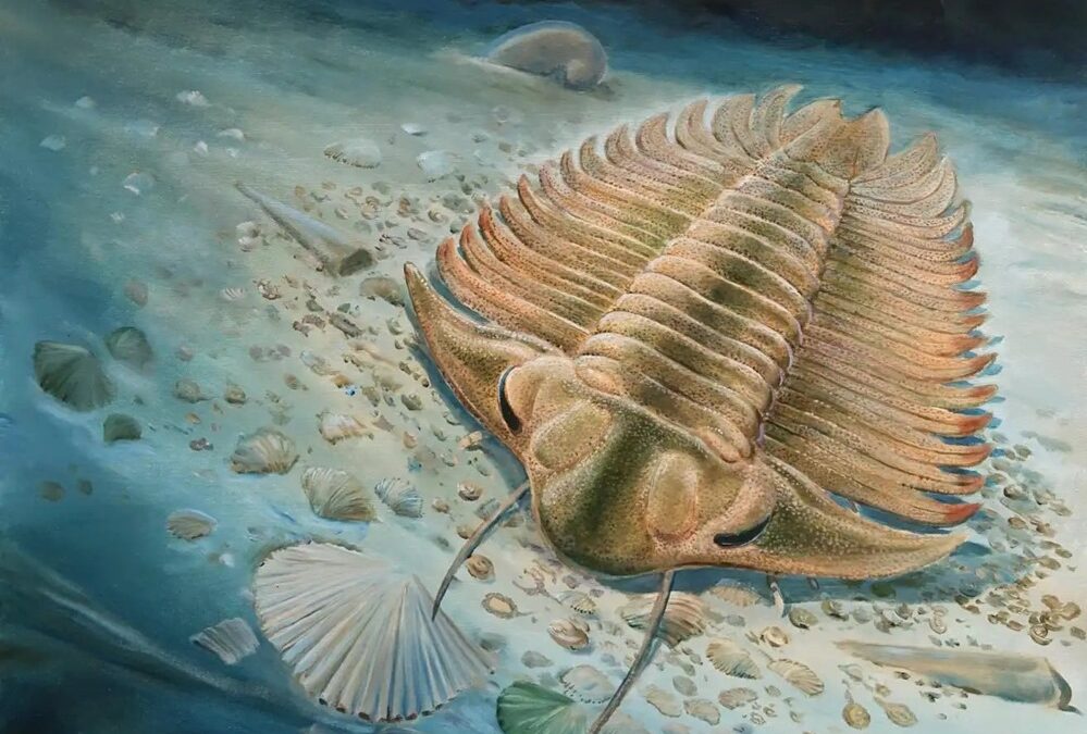 Des tissus mous conservés dans un fossile de trilobite révèlent son dernier repas