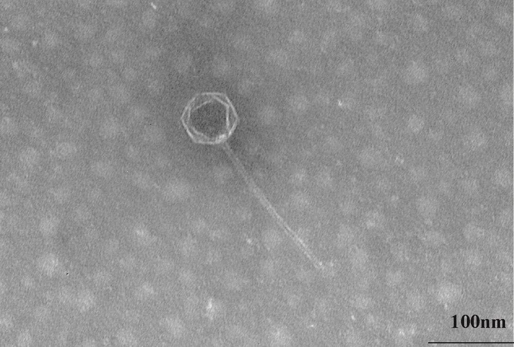 Des virologues découvrent un virus inconnu dans la fosse des Mariannes