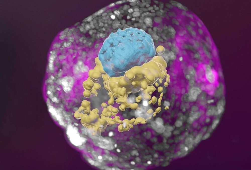 Des scientifiques produisent des embryons humains artificiels sans sperme ni ovule