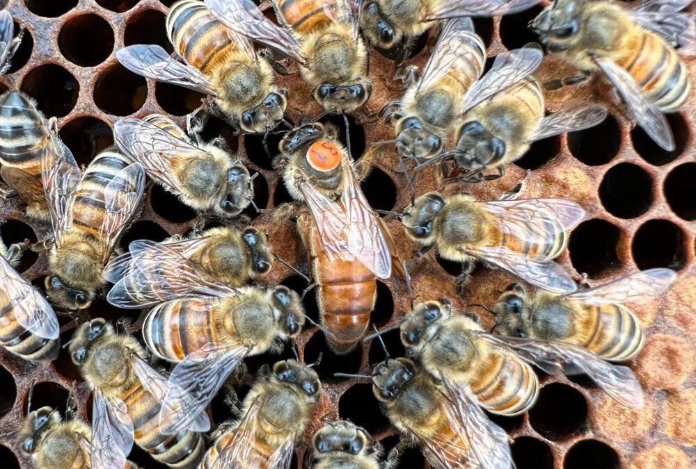 Les abeilles sont altruistes et elles tiennent ce trait de leur mère