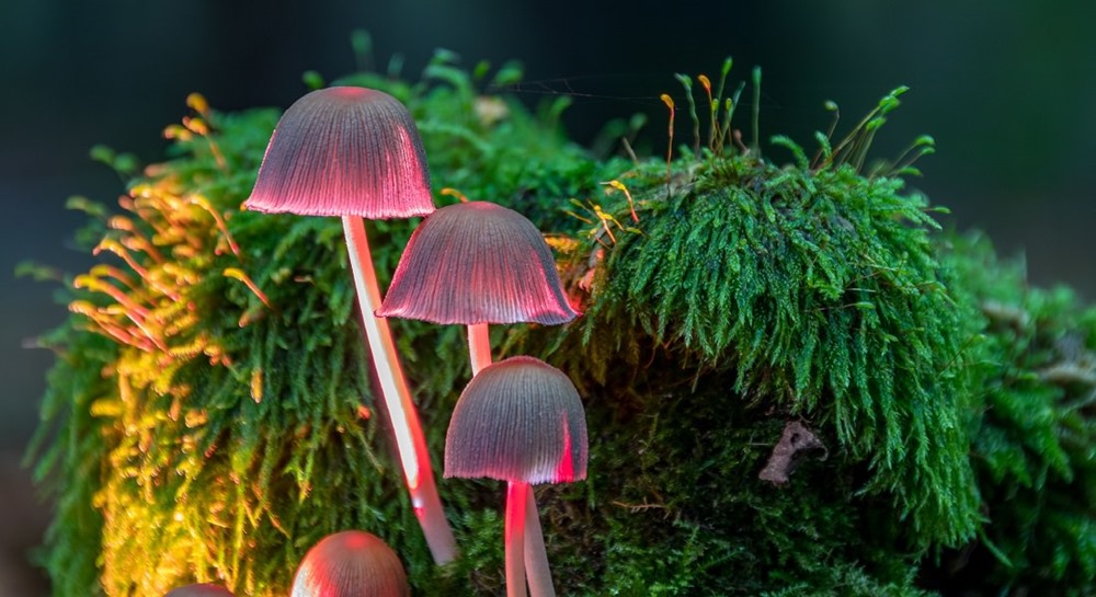 Un champignon évolue rapidement pour passer du mort au vivant