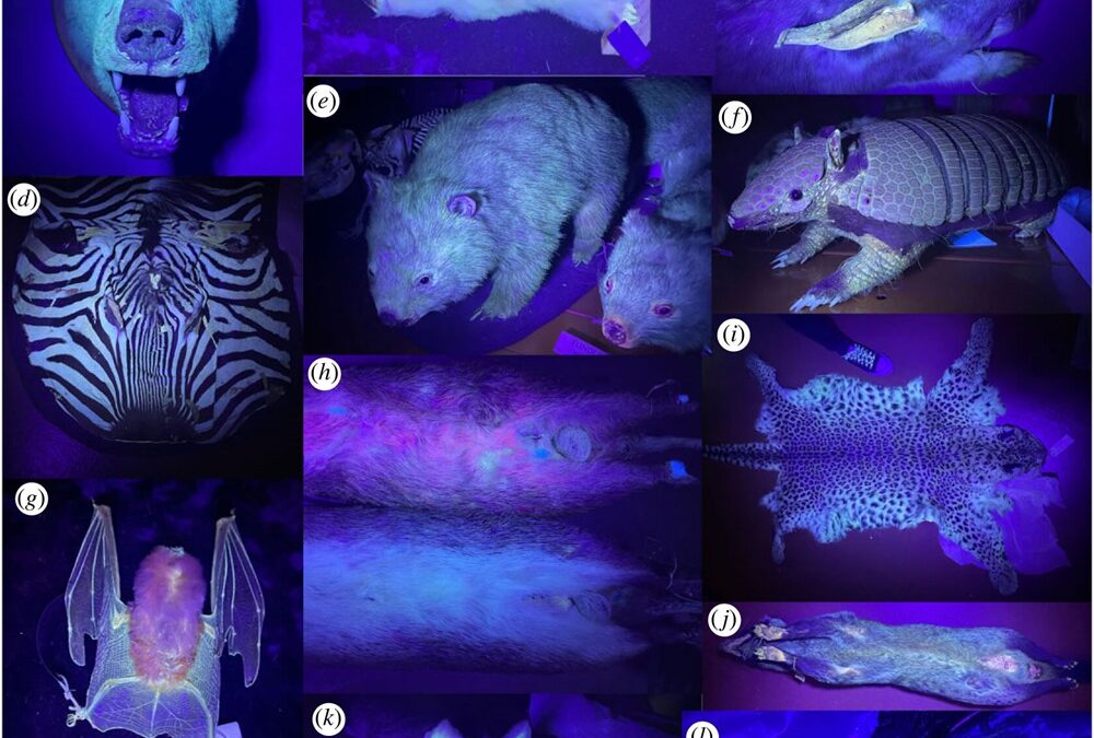 Une étude suggère que les mammifères fluorescents sont beaucoup plus courants qu’on ne le pensait
