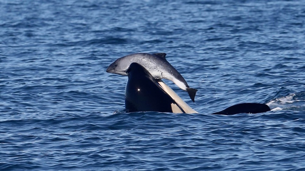 Des biologistes tentent de déterminer pourquoi des orques ont pris l’habitude de harceler des marsouins jusqu’à la mort