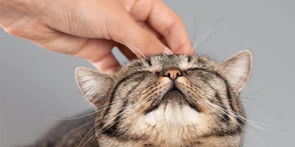 Des scientifiques viennent tout juste de comprendre comment les chats ronronnent