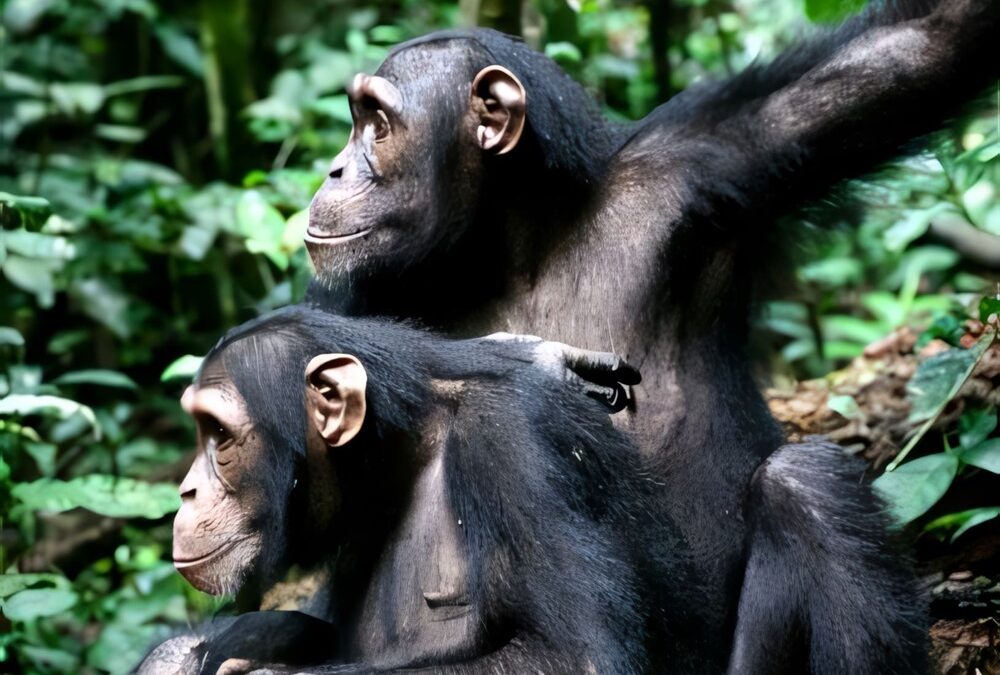 Les chimpanzés adoptent des tactiques militaires lorsqu’ils espionnent d’autres tribus