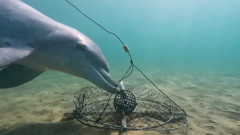 Première vidéo de dauphins volant astucieusement des appâts et déjouant des pièges à crabes