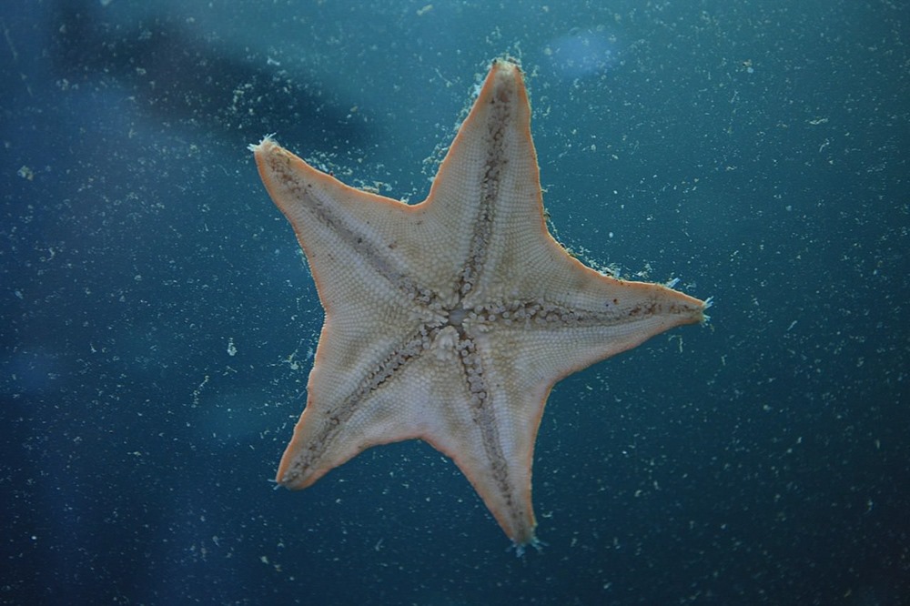 Où se trouve la tête d’une étoile de mer ?