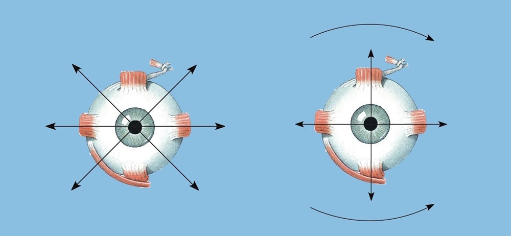 Le mouvement des yeux peut être défini en fonction des sons qu’ils génèrent dans l’oreille