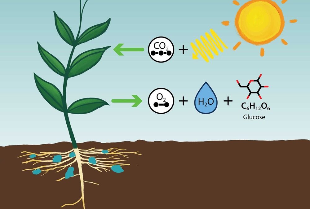Les plantes pourraient absorber 20 % de CO2 en plus que prévu