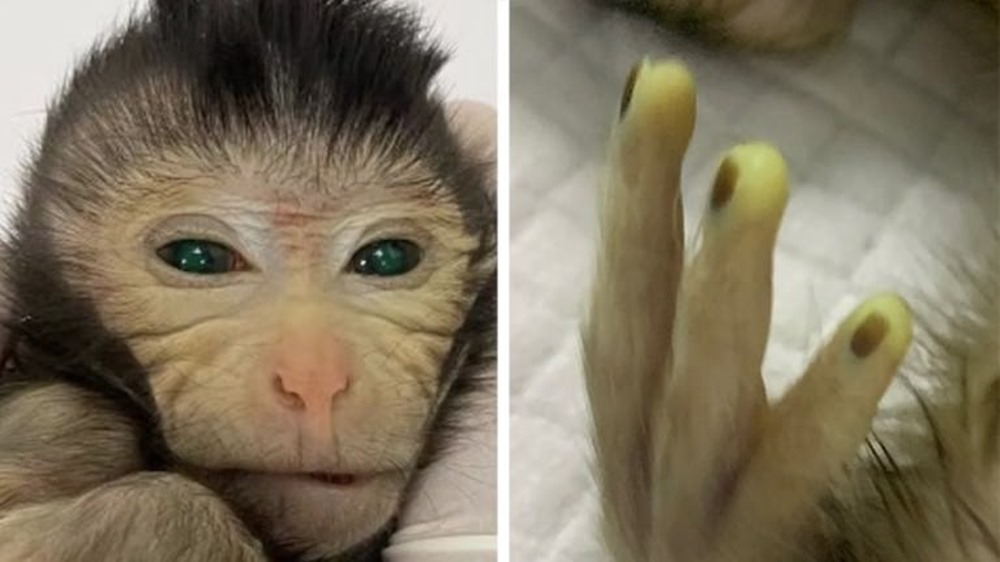 Première naissance vivante d’un primate chimérique en Chine
