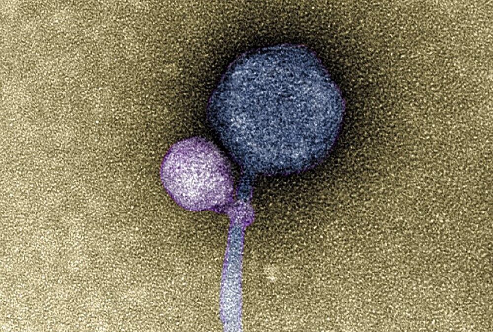 Des scientifiques observent pour la première fois des virus s’attachant à d’autres virus