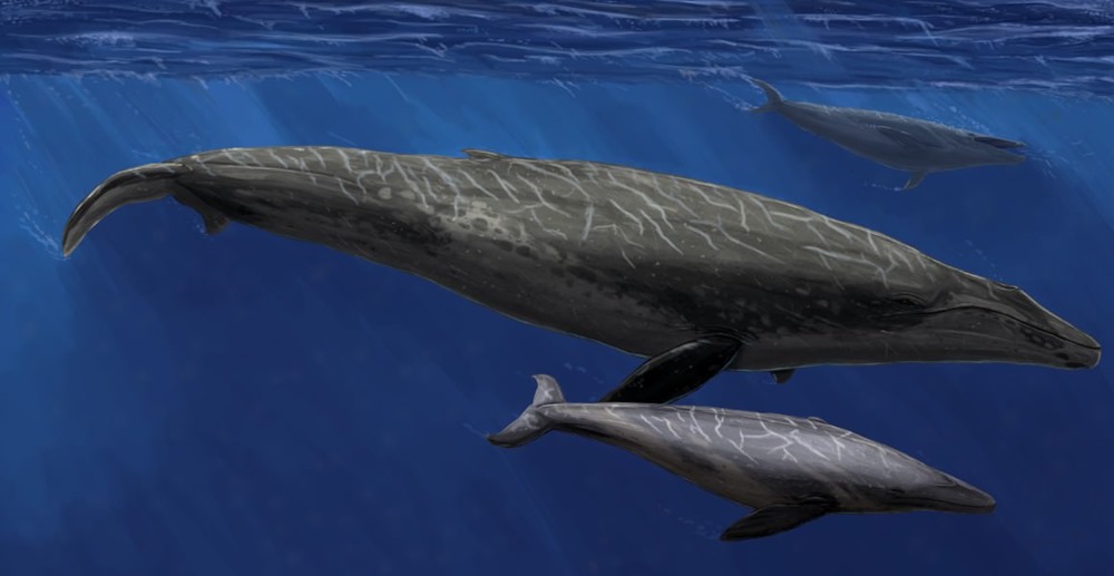 Un os de mâchoire vieux de 19 millions d’années remet en question ce que nous savons de l’évolution des plus grandes baleines