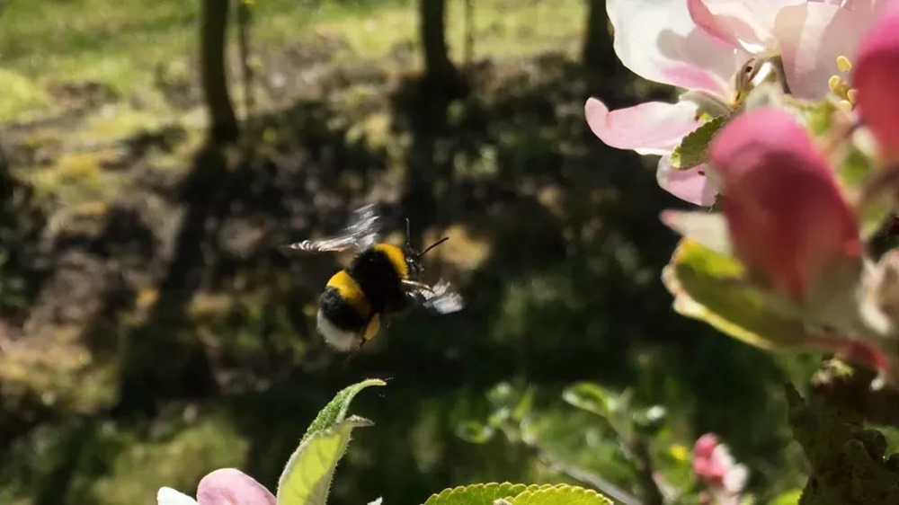 Malgré une réglementation stricte, les pesticides continuent de nuire aux colonies de bourdons et d’abeilles