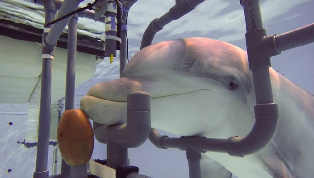 Les dauphins utilisent leur museau pour détecter l’électricité