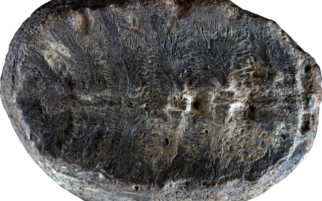 Végétale ou animale : sur la véritable identité d’un mystérieux fossile vieux de 132 millions d’années