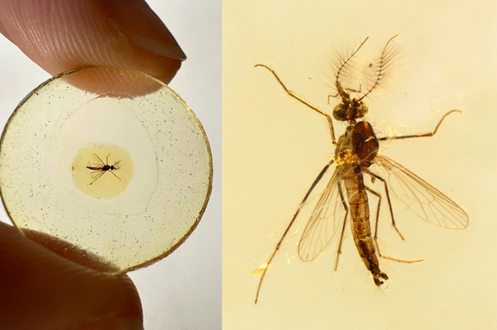 Les plus anciens fossiles de moustiques remettent en cause la théorie de l’évolution des suceurs de sang