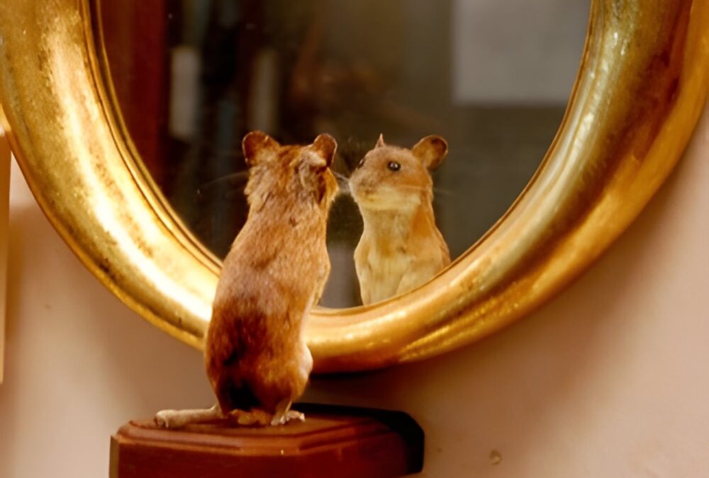 La souris réussit le test du miroir et rejoint le club des animaux conscients d’eux-mêmes