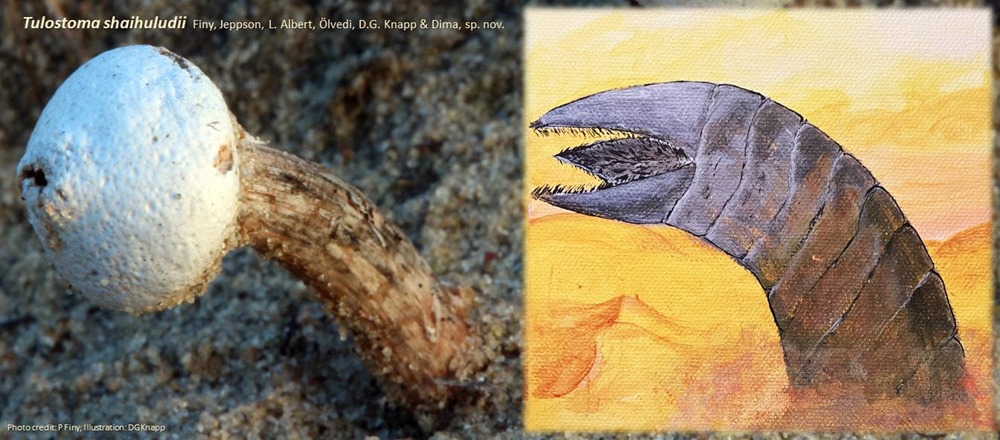 Des champignons vivant dans le sable découverts et nommés d’après les vers géants de Dune