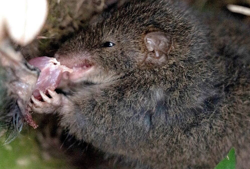 Ces petits marsupiaux deviennent parfois cannibales après un rapport sexuel fatal