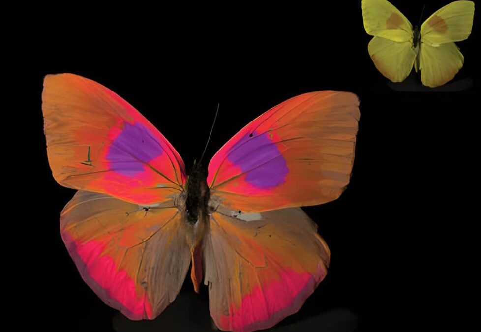 Des scientifiques inventent une caméra qui permet de voir comment les animaux perçoivent les couleurs