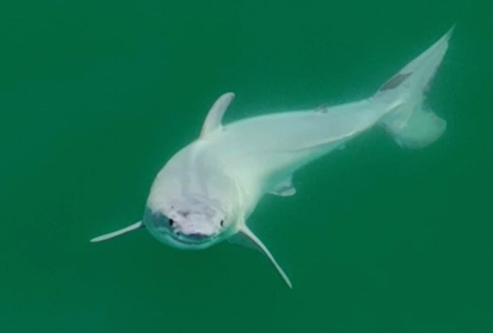 Jusqu’à maintenant, nous n’avions jamais vu un bébé Grand requin blanc
