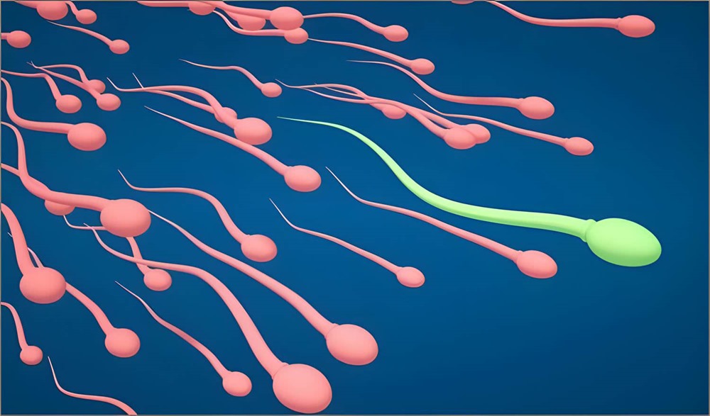 Le microbiome du sperme lié à l’infertilité humaine