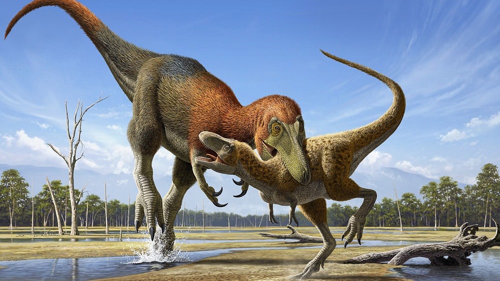 De nouvelles recherches montrent que les fossiles que l’on prenait pour de jeunes Tyrannosaurus rex appartiennent à une espèce distincte de petit tyrannosaure