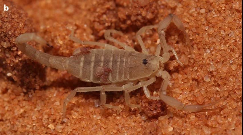 De faux scorpions utilisent de vrais scorpions comme moyen de transport