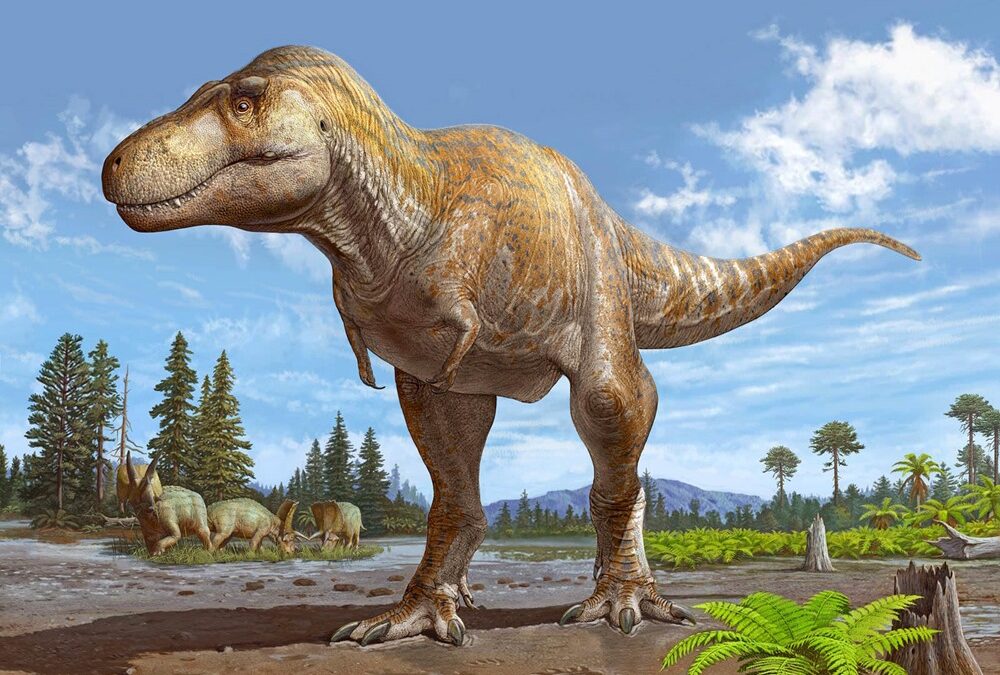Un ancien fossile identifié comme appartenant à une nouvelle espèce de Tyrannosaurus