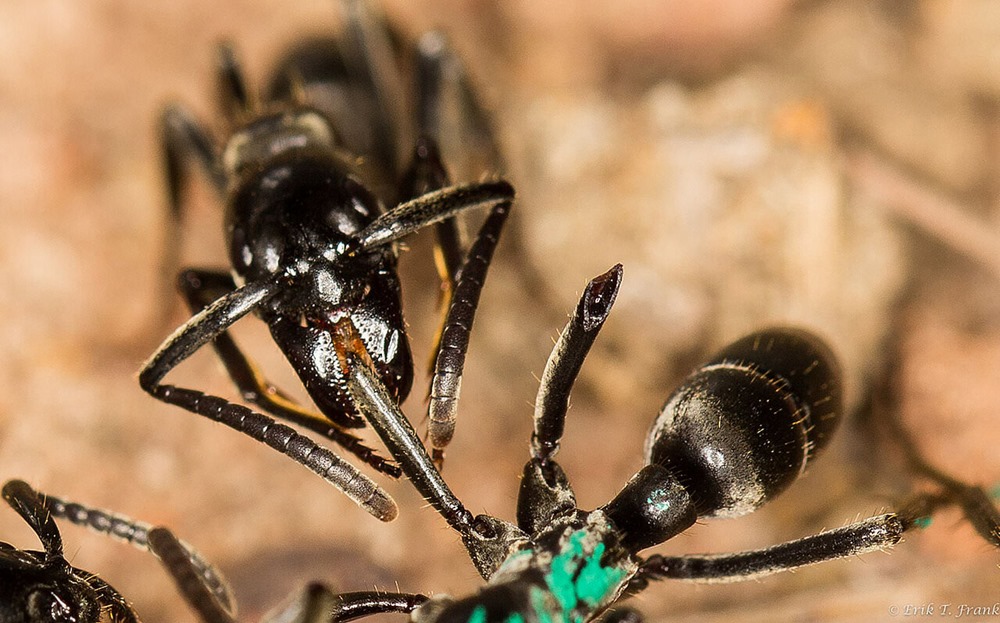 Ces fourmis produisent des antibiotiques pour soigner les plaies infectées de leurs camarades