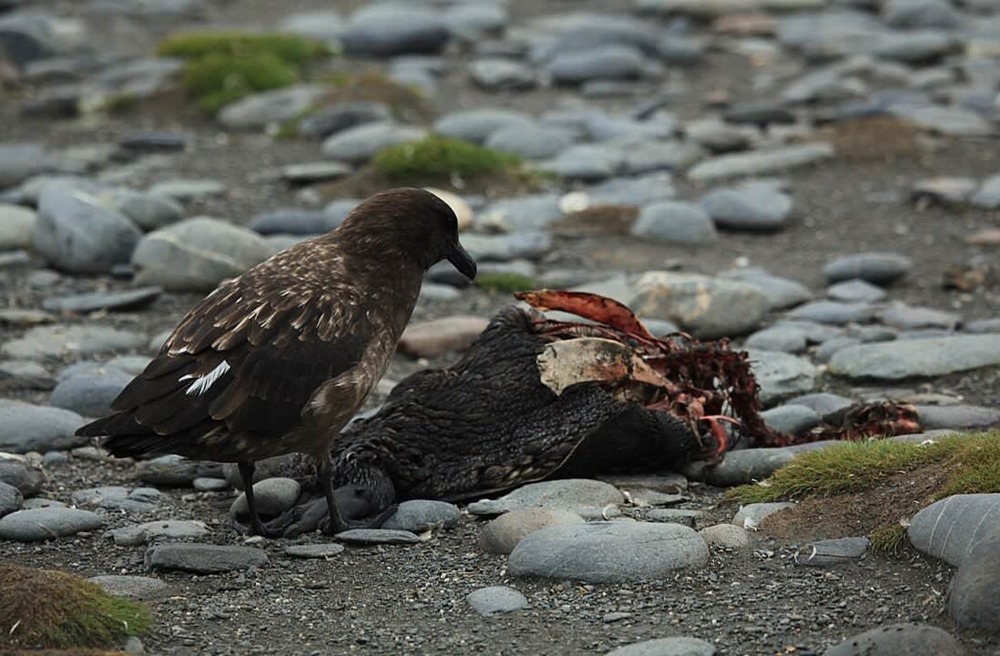 Pour la première fois, la grippe aviaire est détectée sur des îles subantarctiques