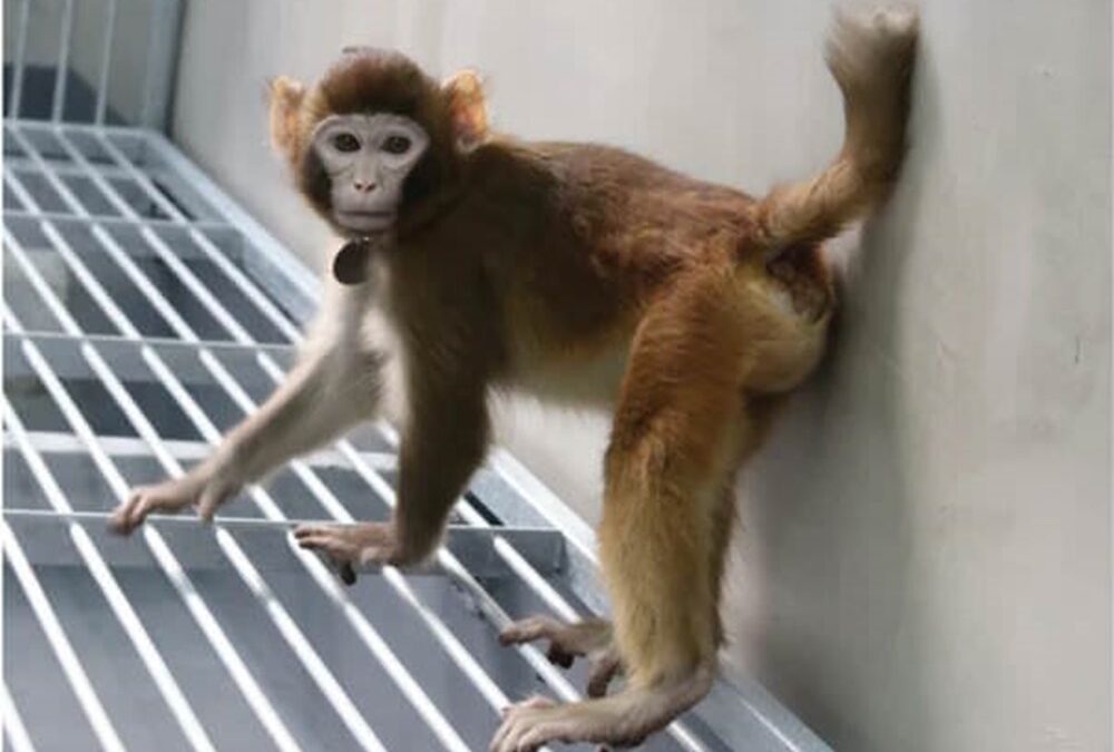 Pour la première fois, un singe rhésus cloné atteint l’âge adulte