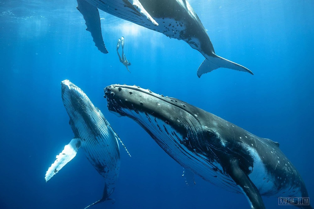 Les baleines à bosse disposent d’un larynx spécifique pour chanter sous l’eau