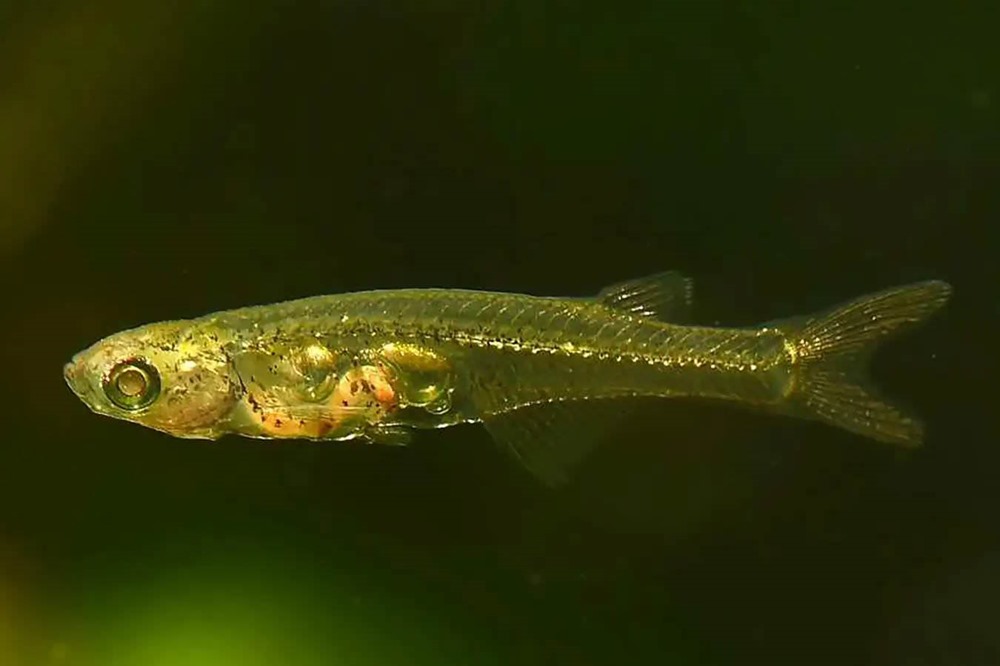 Ce minuscule poisson transparent produit des sons considérés comme les plus forts pour sa taille