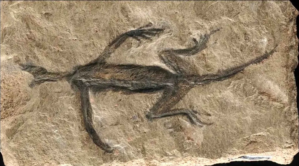 Un célèbre fossile de lézard se révèle être une contrefaçon