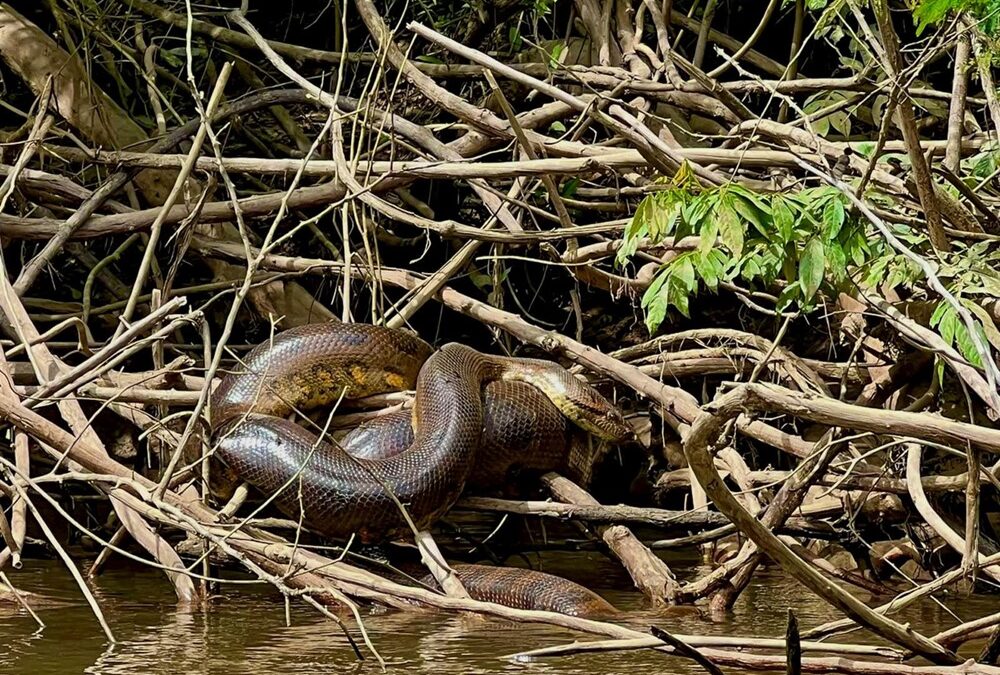 Une nouvelle espèce d’anaconda géant découverte en Amazonie