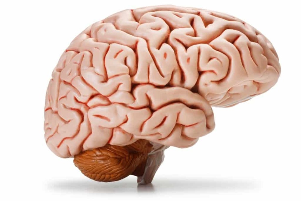 Les cerveaux humains sont de plus en plus gros et c’est une bonne nouvelle