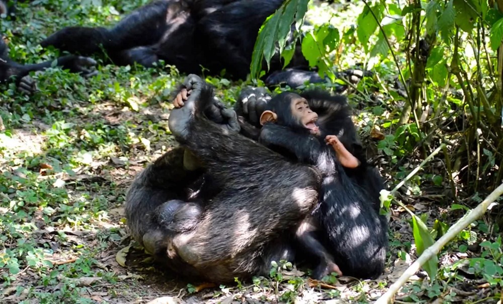 Même dans les périodes difficiles, les mères chimpanzés continuent à jouer avec leurs petits
