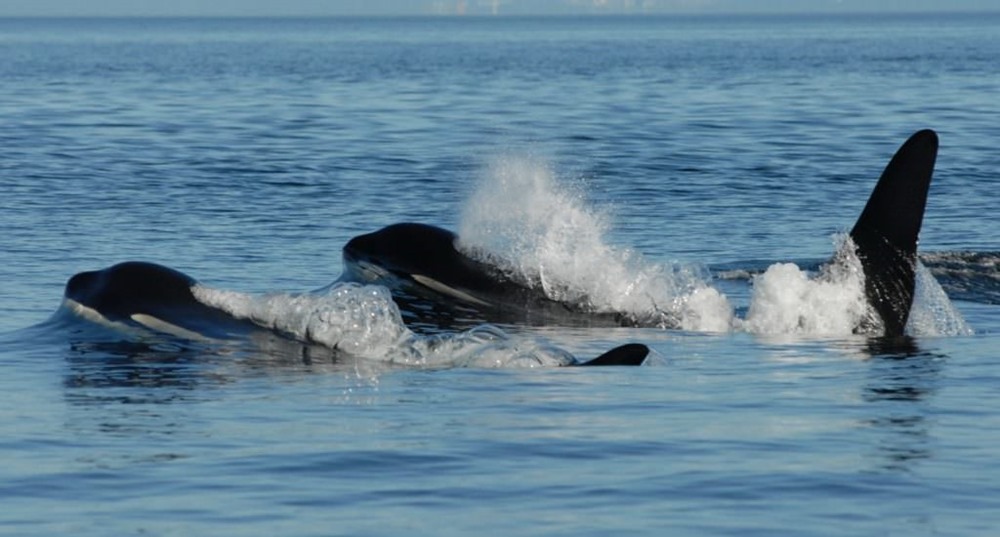 Des chercheurs découvrent pourquoi les baleines à dents passent par la ménopause