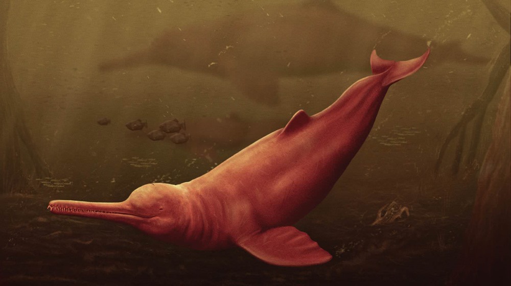 Des scientifiques découvrent le crâne d’un ancien énorme dauphin en Amazonie