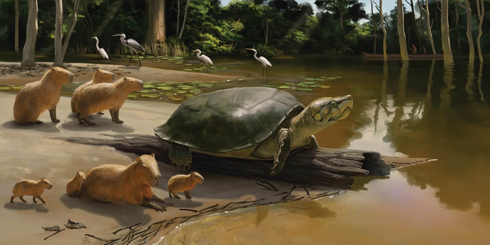 Découverte du fossile d’une tortue géante éteinte en Amazonie