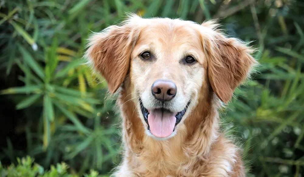 Un vaccin contre le cancer pour les chiens double presque les taux de survie lors d’un essai clinique