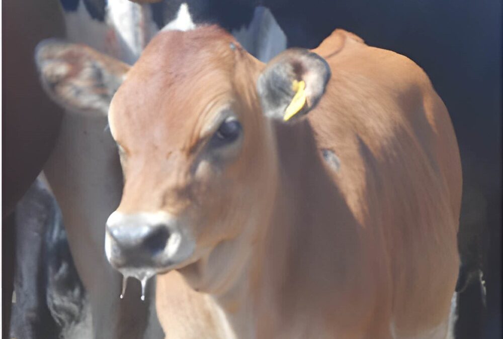 Une vache génétiquement modifiée avec de l’ADN humain produit du lait contenant de l’insuline humaine