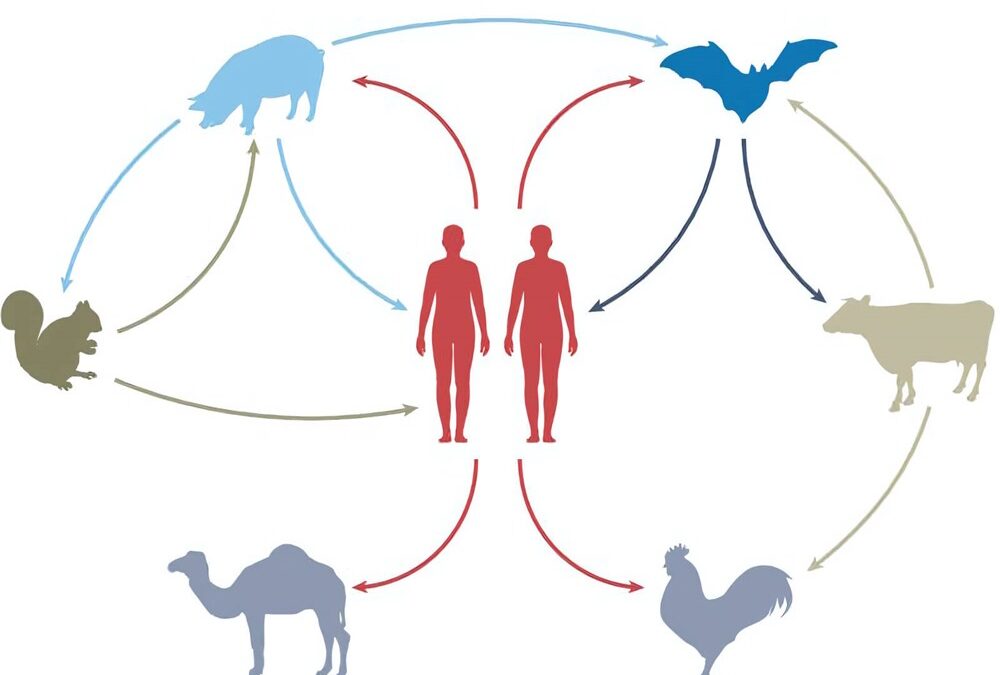 Les humains propagent davantage de virus aux autres animaux qu’ils ne nous en transmettent