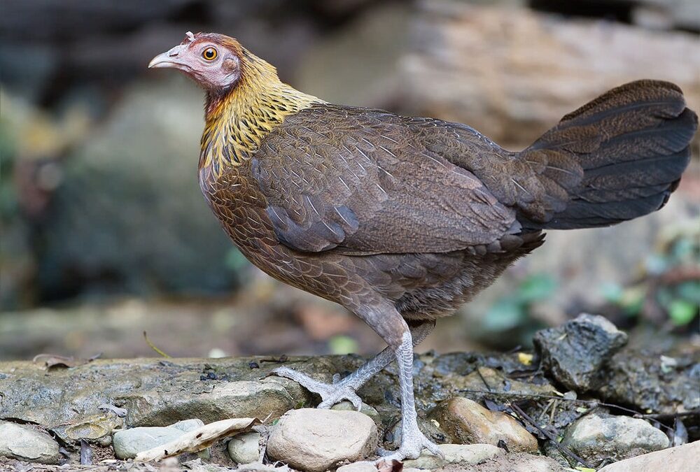 Quand l’humain a-t-il commencé à élever des poules pour la production d’œufs ?