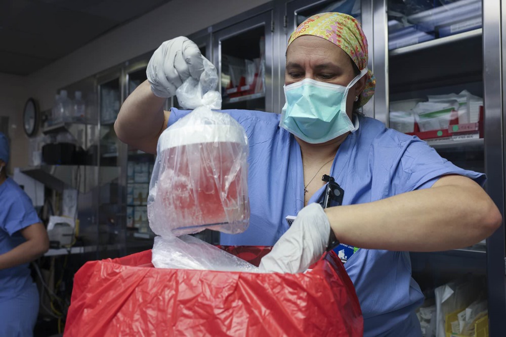 Xénotransplantation : un rein de porc génétiquement modifié a été transplanté chez le premier patient humain vivant