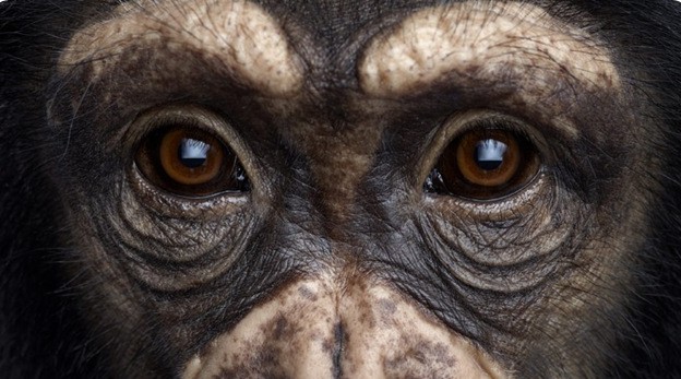 Les chimpanzés ont une conscience de soi.